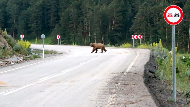 "Kış uykusundan uyanan bozayılardan uzak durun" uyarısı