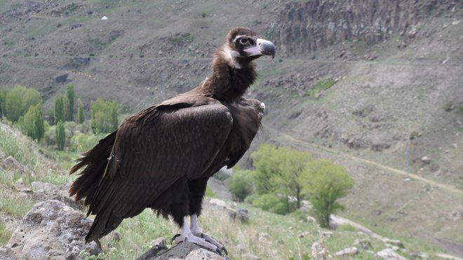 Kars'ta tedavisi tamamlanan kara akbaba ve bozkır kartalı doğaya bırakıldı