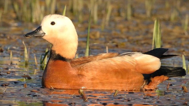 KARS - Yumurtadan çıkan angut yavruları sulak alanda görüntülendi1