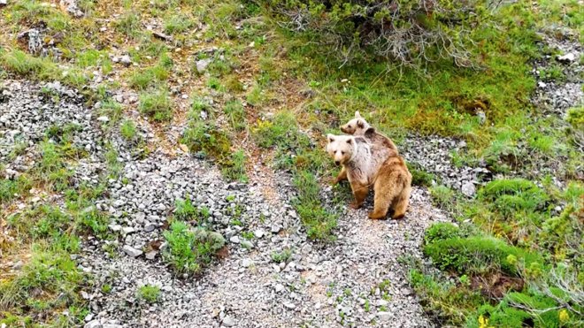 Kış uykusundan uyanan boz ayı Erzincan'daki tabiat parkında yavrusuyla görüntülendi
