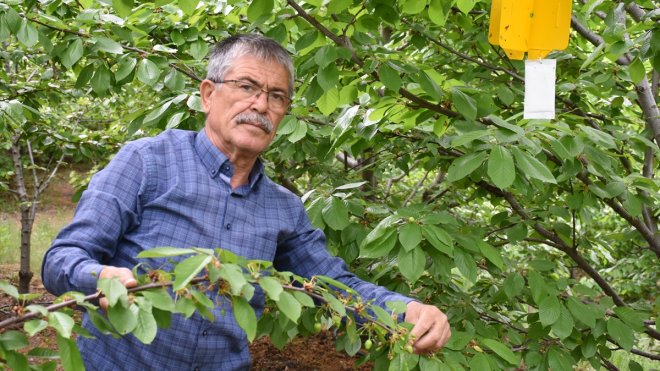 Malatya'da kiraz sineği riskinin tespiti için tuzaklar kuruldu