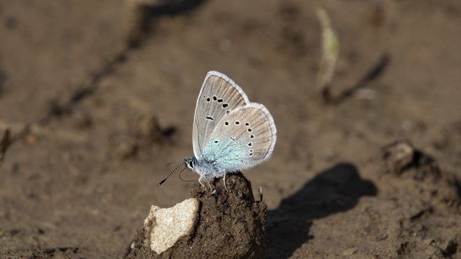 Munzur Vadisi Milli Parkı kelebeklerle renklendi