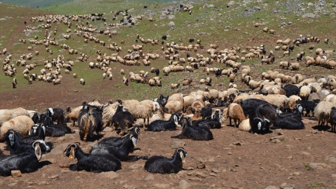 MUŞ - Konaklayan göçerler, küçükbaş hayvanlardan süt sağımına başladı1