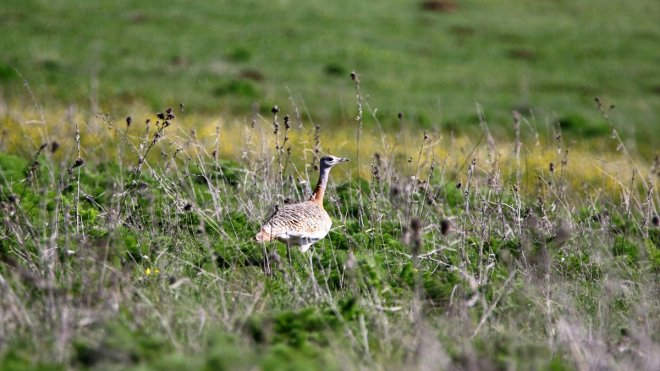Muş Ovası toy kuşlarına da yuva oluyor