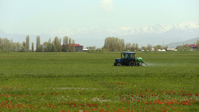 Muş'ta bu yıl etkili olan yağışlar tarımsal ürünlerde verim beklentisini yükseltti