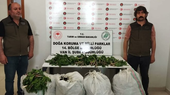 Van'da "dev soğan" bitkileriyle yakalanan İran uyrukluya 387 bin lira ceza uygulandı