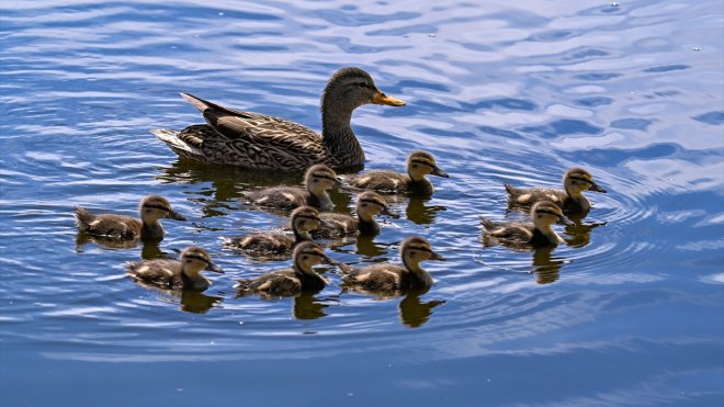 Van&#039;daki merkez tedavi ihtiyacı olan yaban kuşları için &quot;sağlık üssü&quot; oldu