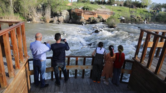 İnci kefallerinin Van Gölü'nden tatlı sulara göçü sürüyor