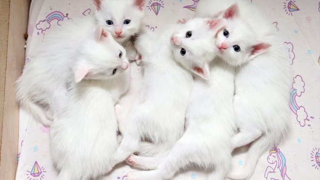 Koruma altındaki Van kedilerinden birinci doğum döneminde 70 yavru elde edildi