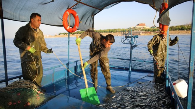 Koruma tedbirleri inci kefalinin popülasyonunu ve ekonomiye katkısını artırdı