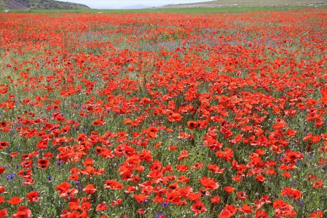 AĞRI - çiçeklerle rengarenk oldu Tarlalar 1