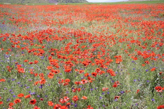 AĞRI Tarlalar çiçeklerle rengarenk - oldu 5