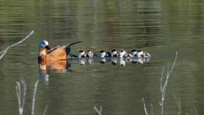 Angıtlar yavrularını Kars Barajı