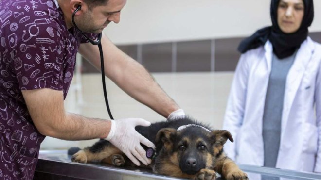 Atatürk Üniversitesi Veteriner Fakültesi uluslararası akreditasyona sahip oldu