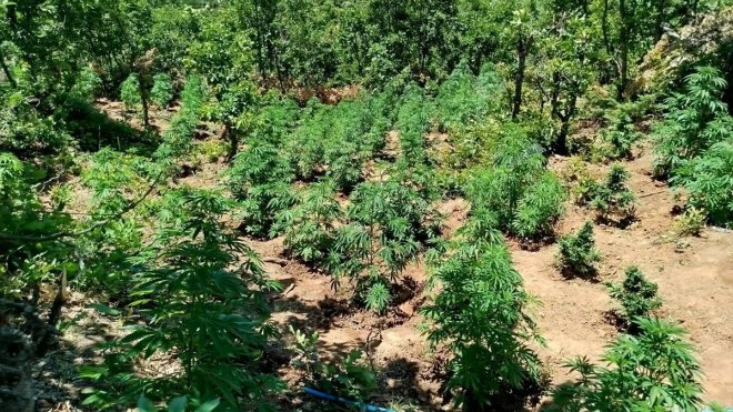 Bingöl'de 2 bin 860 kök Hint keneviri ele geçirildi