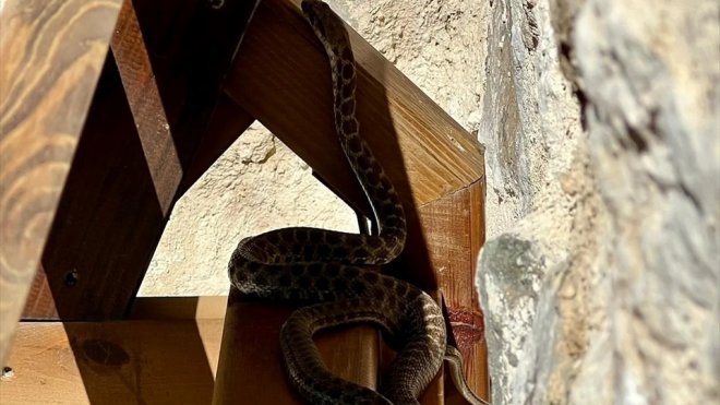 ELAZIĞ - Tarihi caminin avlusuna giren yılan itfaiye ekibince yakalandı1