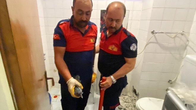 ERZİNCAN - Banyonun havalandırmasına düşen karga yavrusu kurtarıldı1