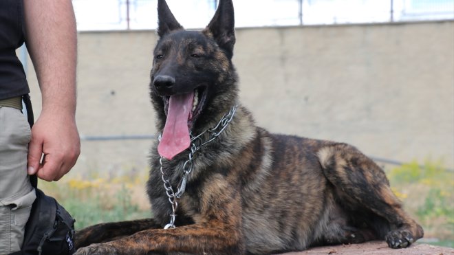 ERZURUM - Ego, anne-babası gibi arama kurtarmada kahraman olmaya hazırlanıyor1