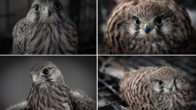 Erzurum'da kara yolunun kenarında bulunan kerkenezler koruma altına alındı