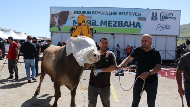 ERZURUM - Mobil mezbahalarda yoğunluk1