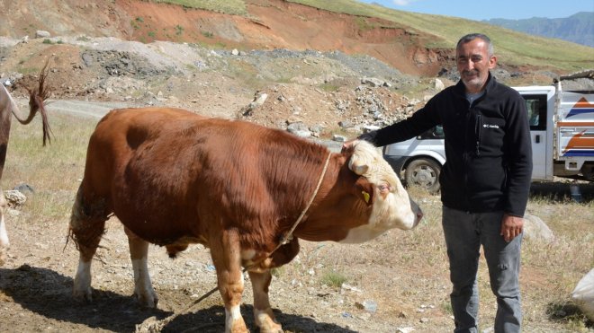 HAKKARİ - Besicilerin kurbanlık mesaisi devam ediyor1