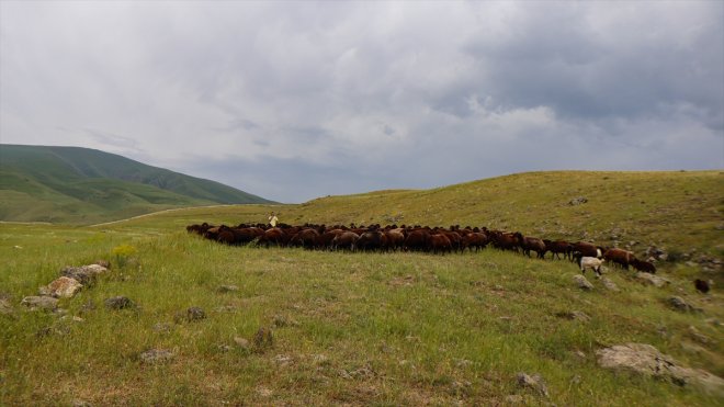 küçükbaş 6 oluyor kaynağı yılın ayı Dağı