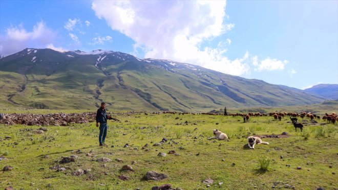 6 ayı Ağrı IĞDIR oluyor - kaynağı yem Dağı