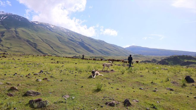 yılın IĞDIR oluyor ayı yem 6 yaylalar Dağı