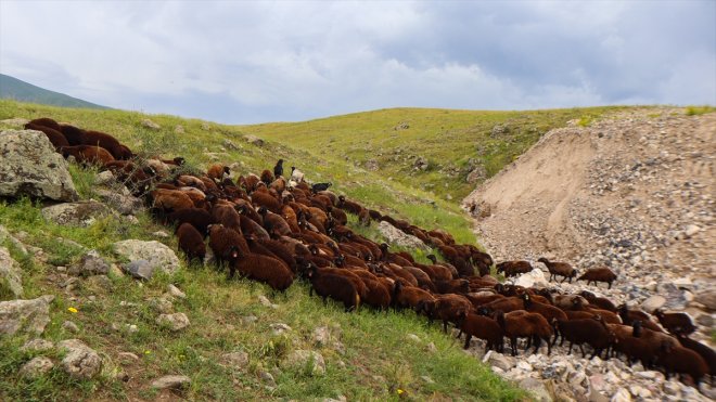 yaylalar ayı IĞDIR küçükbaş Ağrı hayvancılığın yılın Dağı