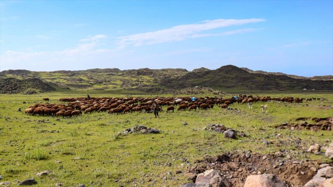 kaynağı ayı yılın küçükbaş Ağrı Dağı