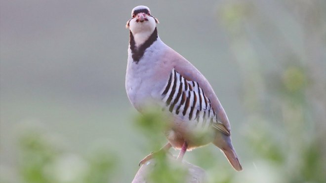 Iğdır'ın dağlık bölgelerinde 110'dan fazla kuş türü yaşıyor