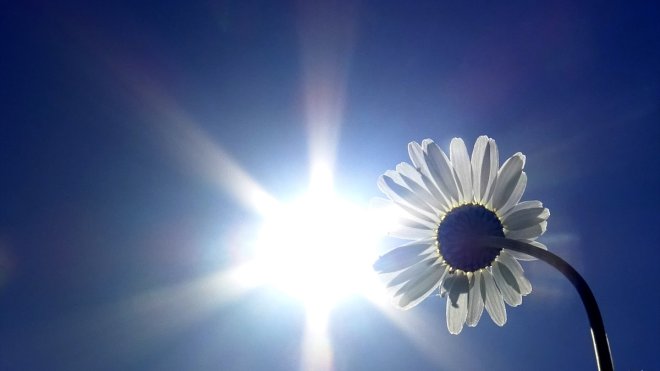 KARS - Papatyaların açtığı Sarıkamış