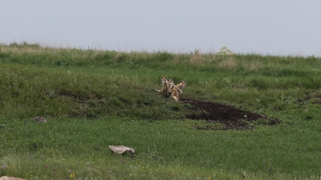 KARS - Yuvalarından çıkan tilki ailesi yavrularıyla görüntülendi1
