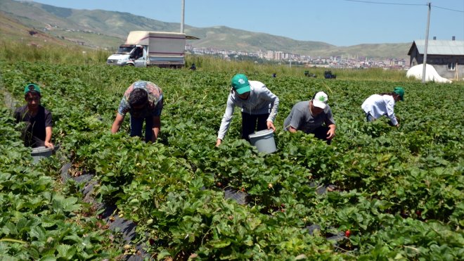 Muş'ta üreticiler çilek hasadına başladı