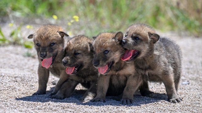Anneleri ölen 20 günlük kurt yavruları biberonla besleniyor