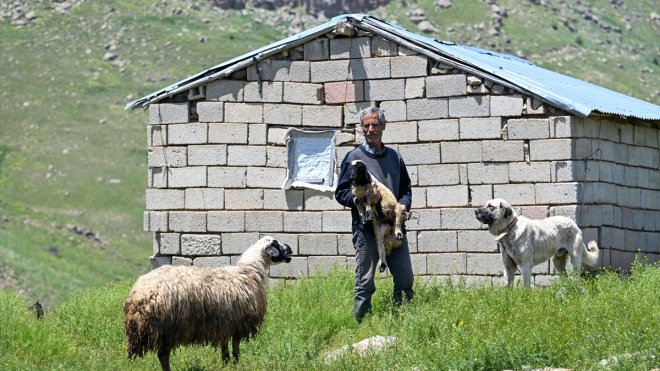 Vanlı besici 30 yıldır 2 bin 500 rakımdaki yaylada koyunlarına bakıyor