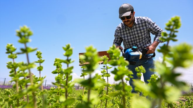 Otlu peynire lezzet katan kekik türleri koruma altında