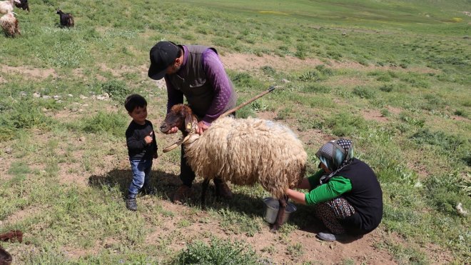 Sürü sahibi kadın, müşterilerinin süt talebine yetişmeye çalışıyor