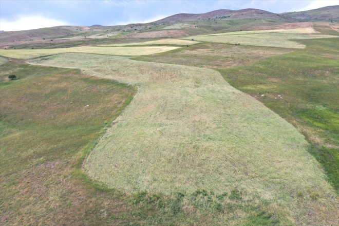 dolunun tespiti tarım arazilerine zararın verdiği sürüyor Ağrı