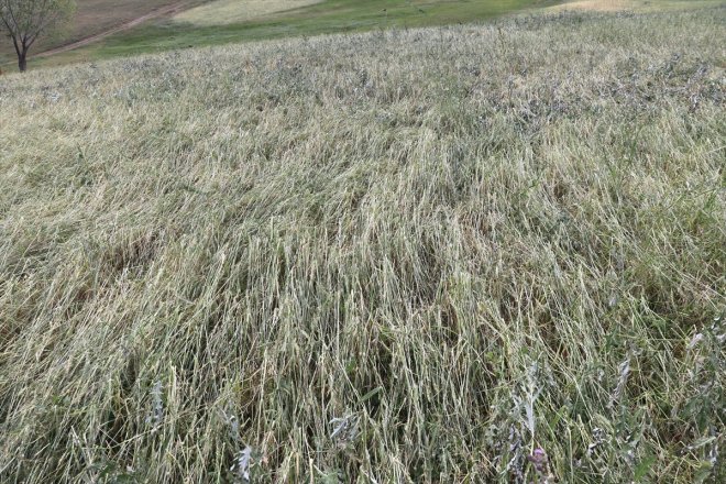 sürüyor dolunun tespiti tarım Ağrı