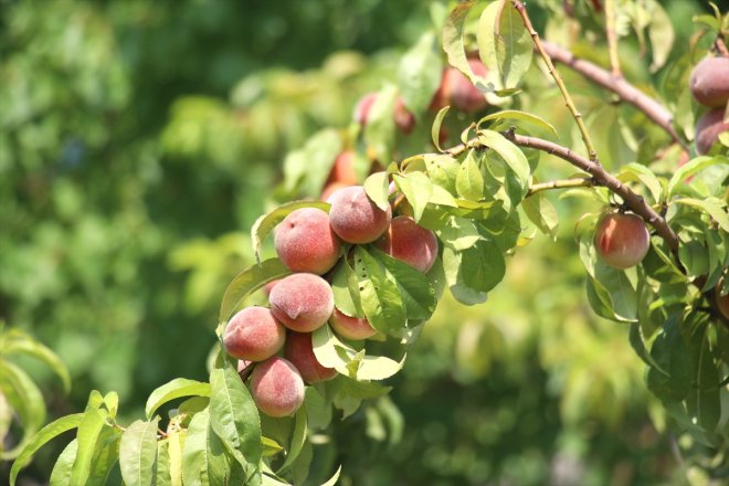 kayısı hasadı Dağı Ağrı bahçede eteklerindeki 15