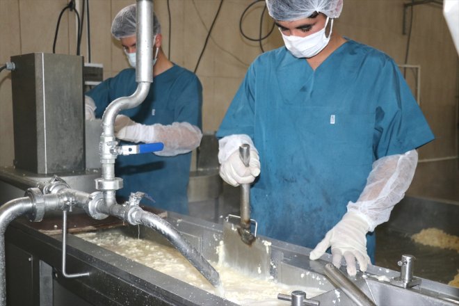 AĞRI süt 20 kaşar Tesiste günlük dönüşüyor - ton peynirine 1