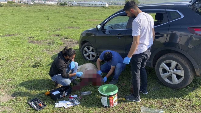 Ardahan'da kent merkezine inen boz ayıyı uzaklaştırmak için ekipler seferber oldu