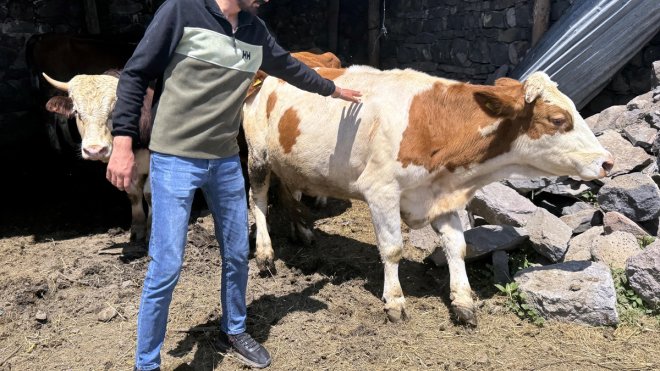Ardahanlı genç, devlet desteğiyle büyükbaş hayvan yetiştiriyor1