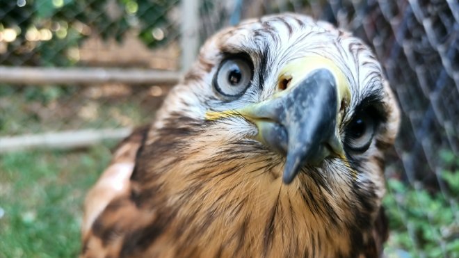 Bingöl'de bakımı yapılan kızıl şahin yavrusu doğaya salındı