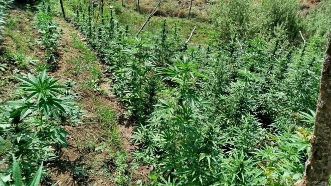 Bingöl'de 1827 kök skunk ve 590 kök Hint keneviri ele geçirildi