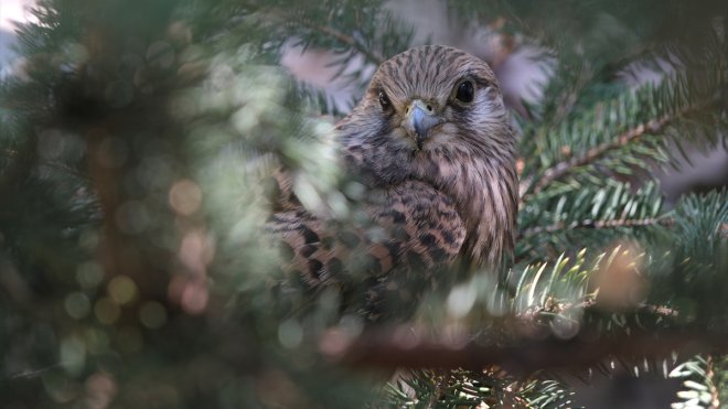 Bingöl'de bitkin halde bulunan atmaca yavrusu tedavi altına alındı
