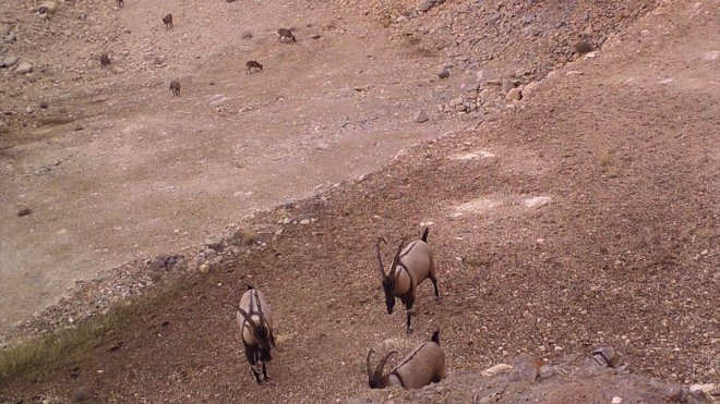 Bingöl'de yaban hayatı fotokapanla görüntülendi
