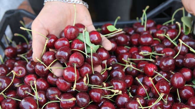 BİTLİS - Ahlat’ta kiraz hasadı başladı1