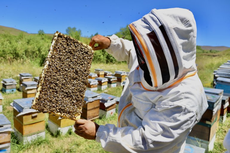 Devlet desteğiyle arıcılığa başlayan kadın girişimci, yıl içinde tonlarca verim alıyor2